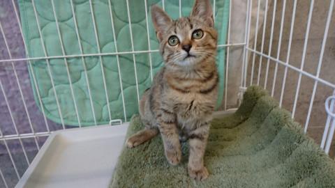 生後4ヶ月☆可愛いキジちゃん