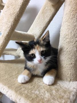 レッサーパンダみたいなミケちゃん