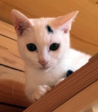 額に一本！ の白い猫「テン子」