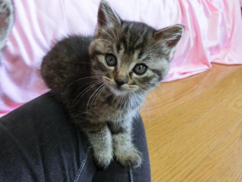 ふわふわの毛と目が可愛いです