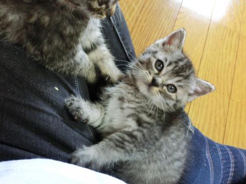 甘えん坊で手のひらでも眠ります