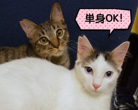 青い瞳のふわふわ長毛くん&甘えん坊キジ♪