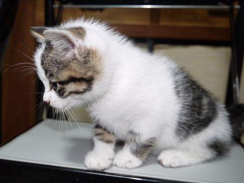 自立した女の仔