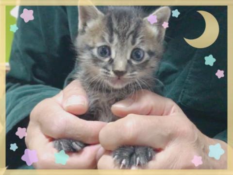 ちびトラ ＊ 男の子  生後1ヶ月☆