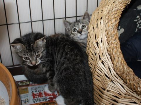 甘えん坊な僕とシャイな私の兄妹です。