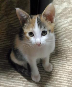 どなたか里親になって頂けませんか