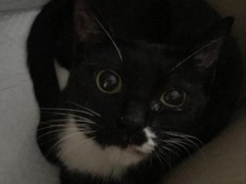 多頭崩壊猫の新しい家族募集（白黒女の子）