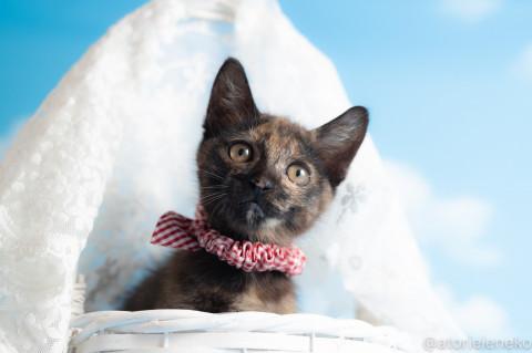 元気で懐こい　さび猫のミチルちゃん♪