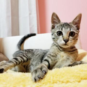 爪立てない、甘噛みしない、優しい男の子♂