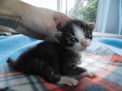 ももんがみたいなキジ白