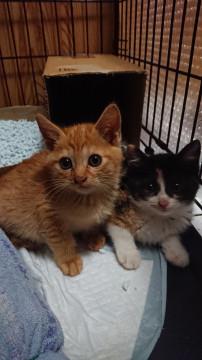 メスの捨て猫を2匹保護しました