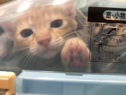Qちゃんず