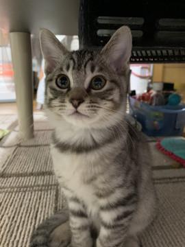 グレーがきれいなイケにゃん♡