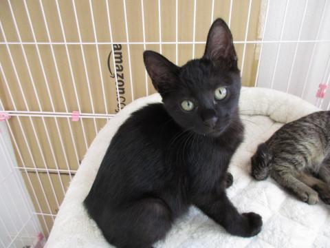 フレンドリーな黒猫です