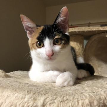 手の掛からないとても良い子です！