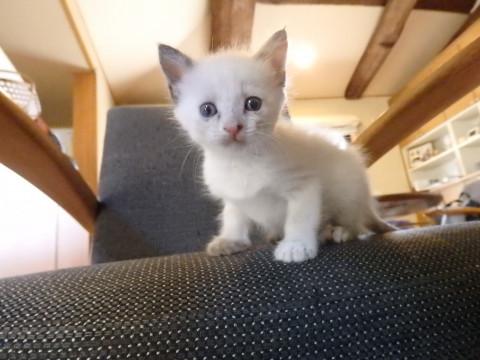 シャム系 女の子