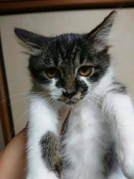 ふわふわ