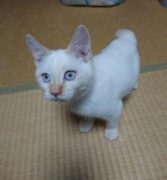 保護猫です