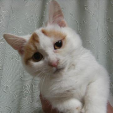 白に茶ブチです。