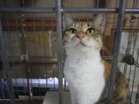 美人で賢い小柄うす三毛