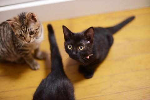 黒猫美人