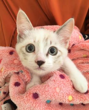 つぶらな瞳の可愛いゆりちゃん