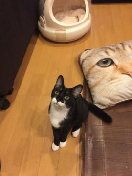 くりくり お目目が可愛いんです♡