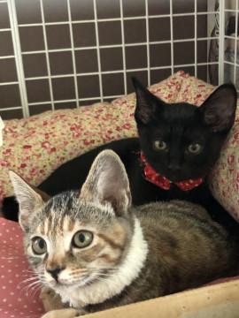 決定！子猫の里親募集中!!