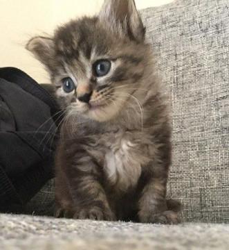 人懐っこい子猫♪ 2頭一緒に♪
