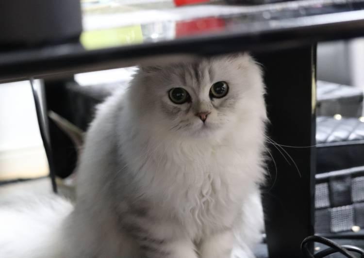 新潟県 可愛いペルシャ猫ちゃん 猫の里親募集 ネコジルシ