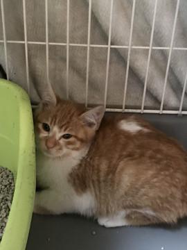 お外暮らしでした