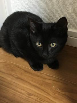 幸せを運んでくる黒猫ちゃんです