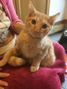 男の子らしい濃いめ茶トラ柄