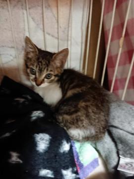 ２ヵ月の男の子２匹