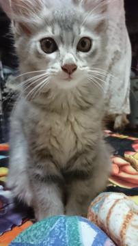 中毛のフワフワ(^-^)