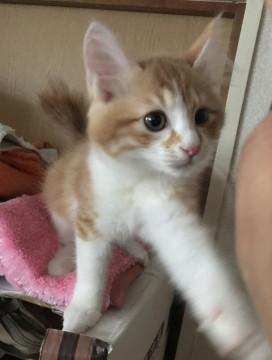 モモ太❤️茶白長毛