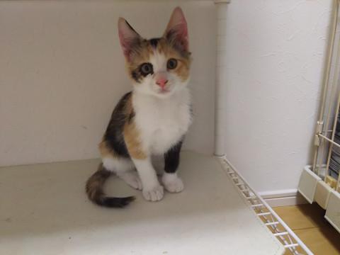 性格◎６匹兄弟みきちゃん