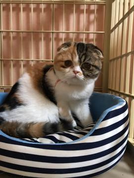 スコティッシュと黒猫2匹