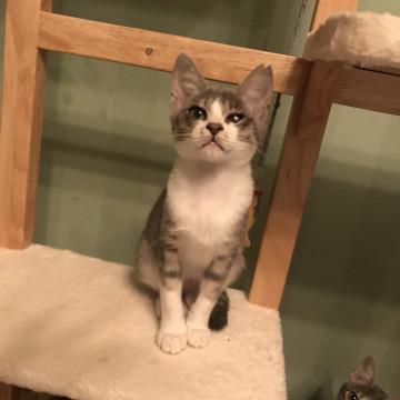 目が少し不自由だけど元気なニコちゃん♡