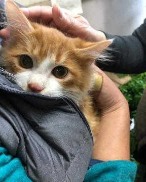 生後半年の雄の兄弟です