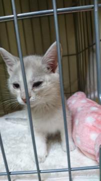 元気な２ヶ月の女の子