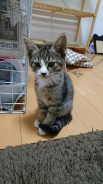 すでにイケメン！カイヤくん