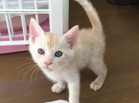 好奇心いっぱいクリーム色の男の子