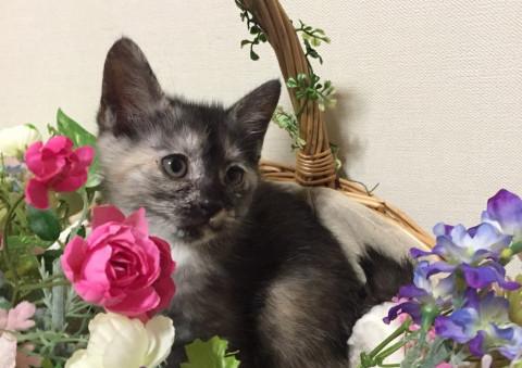 個性的な模様 よく見ると美人な女の子