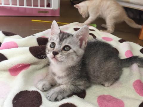 小柄で穏やかな女の子