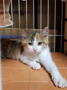 はっきりした色の三毛子猫