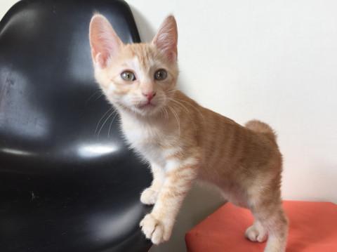 元気いっぱい 茶トラの男の子