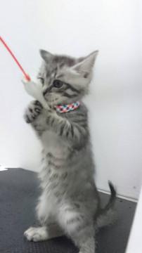 シルビアファミリー 光ちゃん♀