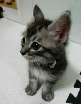 シルビアファミリー 晴くん♂