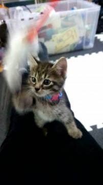 シルビアファミリー 風くん♂